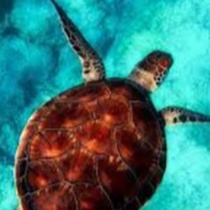 Meet your Posher, Anne